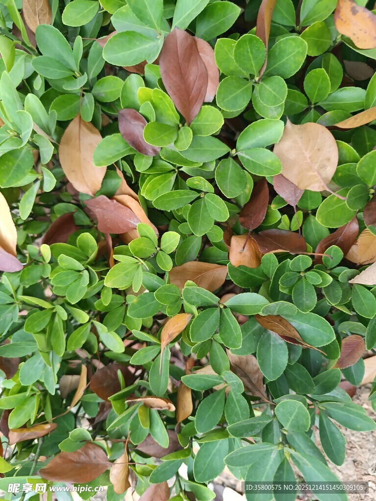 绿叶与褐叶交织的植物景观