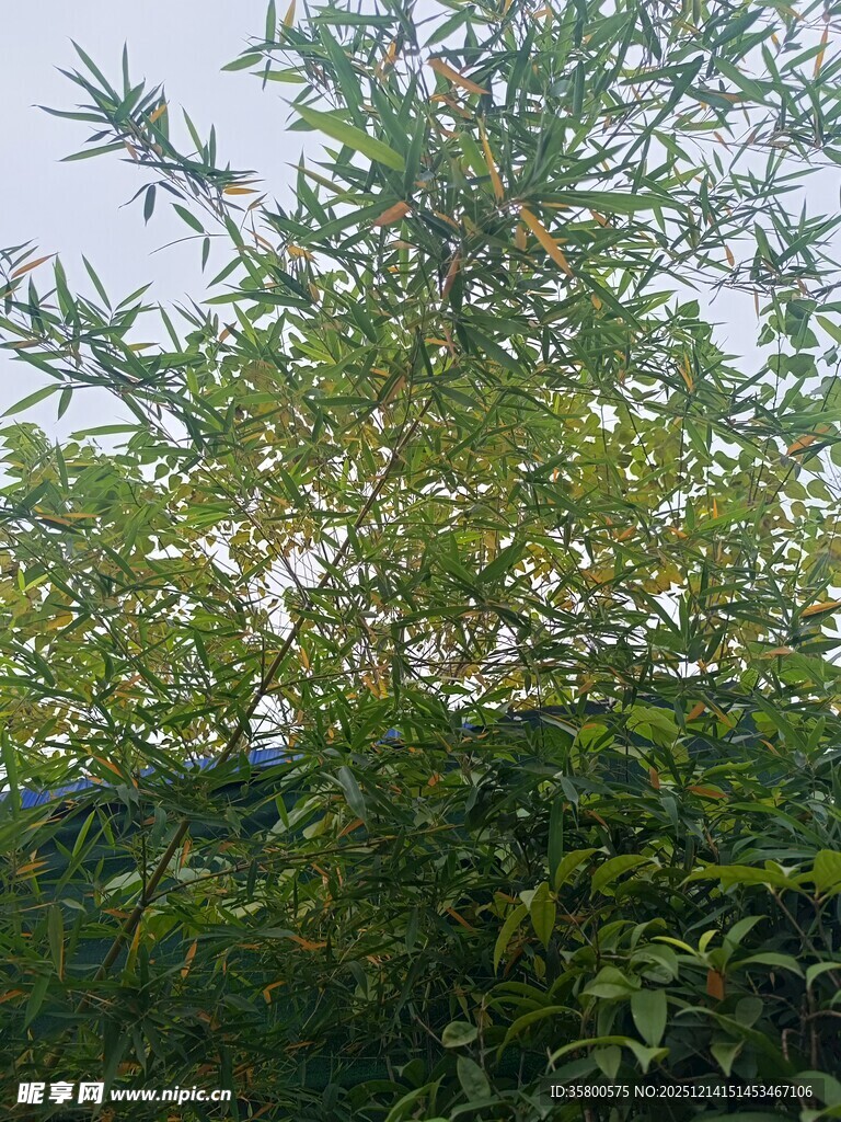 绿叶繁茂的树木