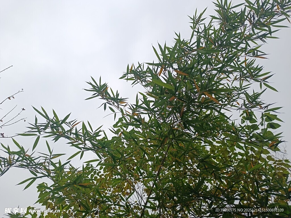 绿叶繁茂的植物枝头