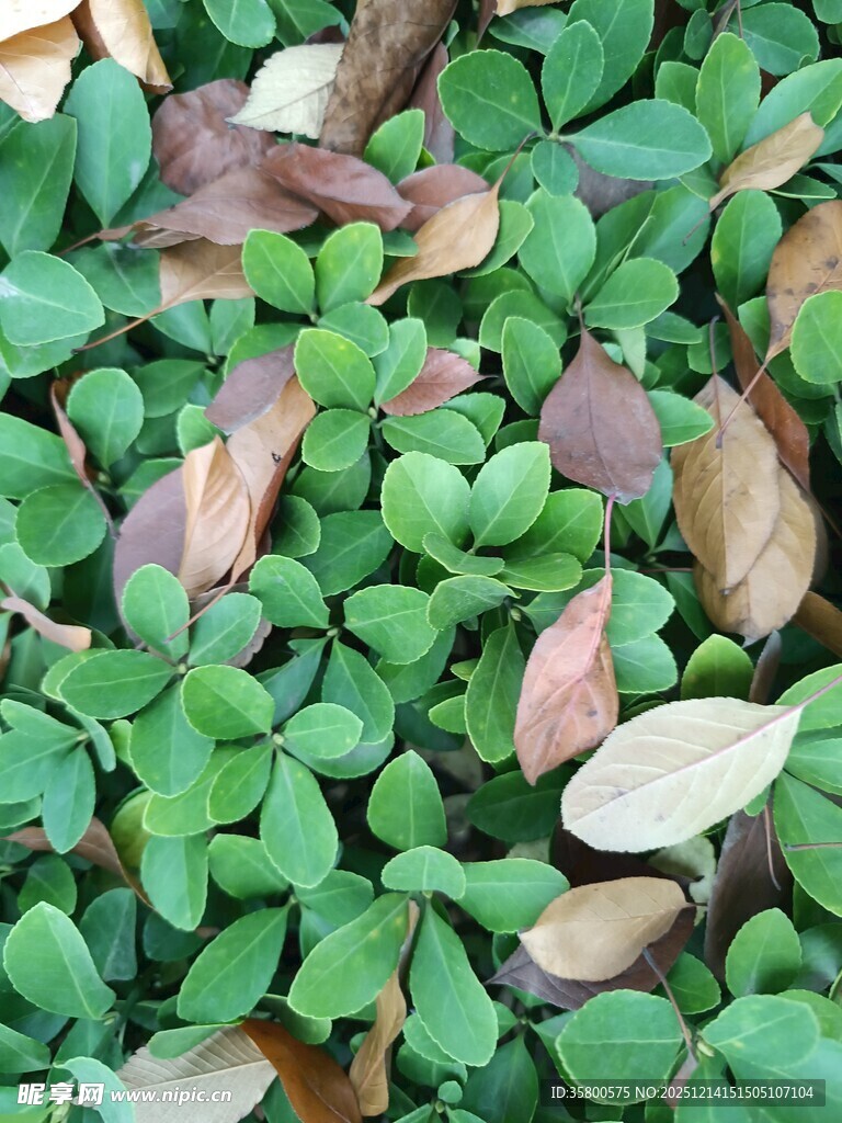 绿叶间的枯叶景象