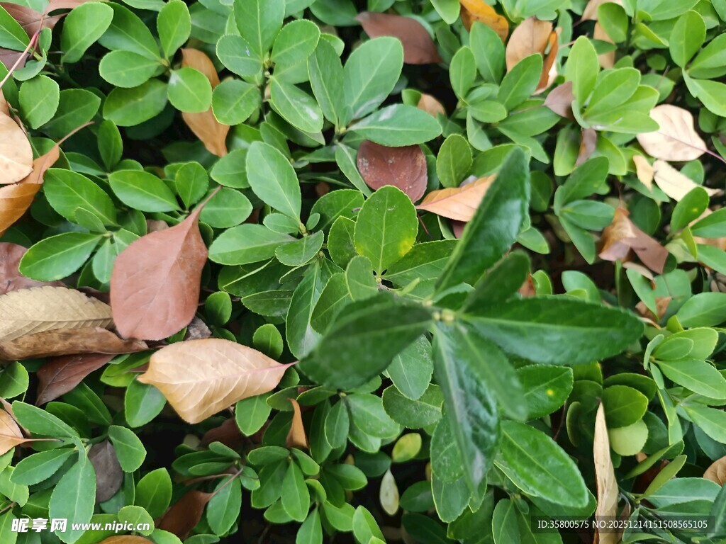 绿叶与枯叶交织的景致