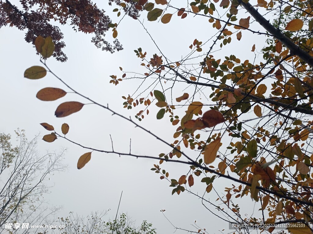 秋日枝头斑斓树叶