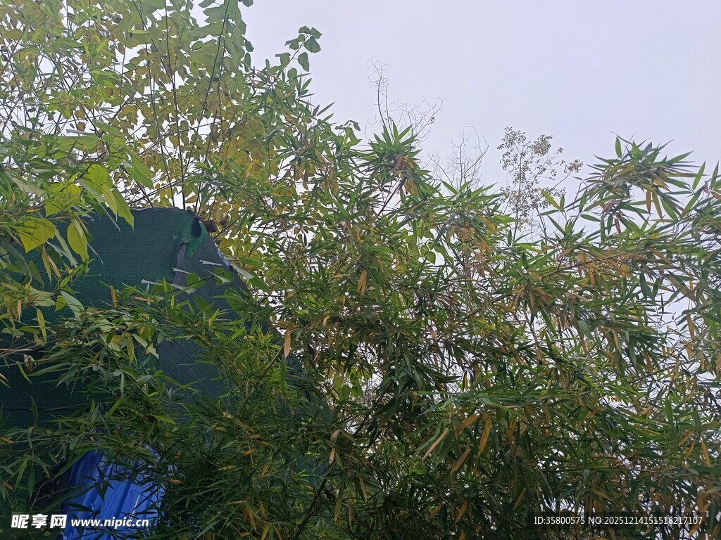 绿树丛中的蓝色物体