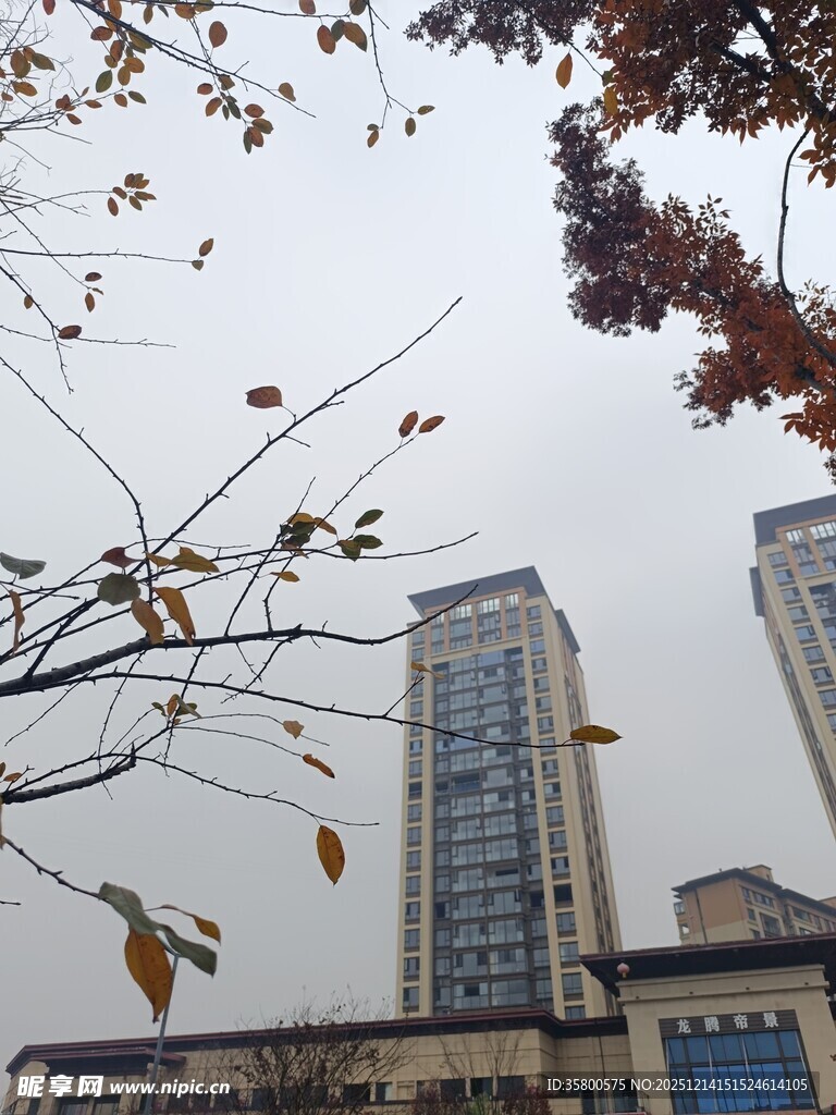 城市高楼与飘零秋叶