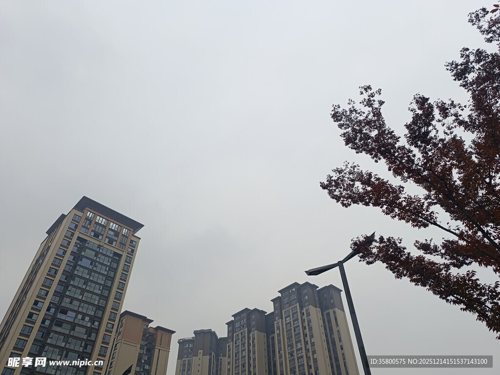 城市高楼与枝头繁花