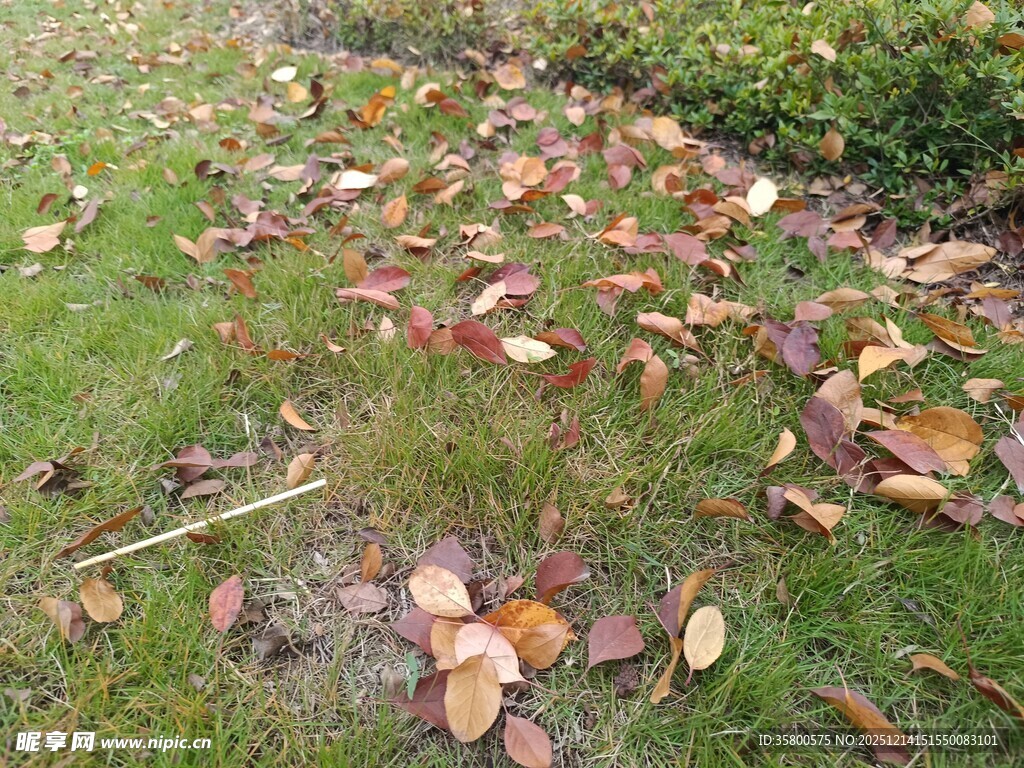 草地上的缤纷落叶