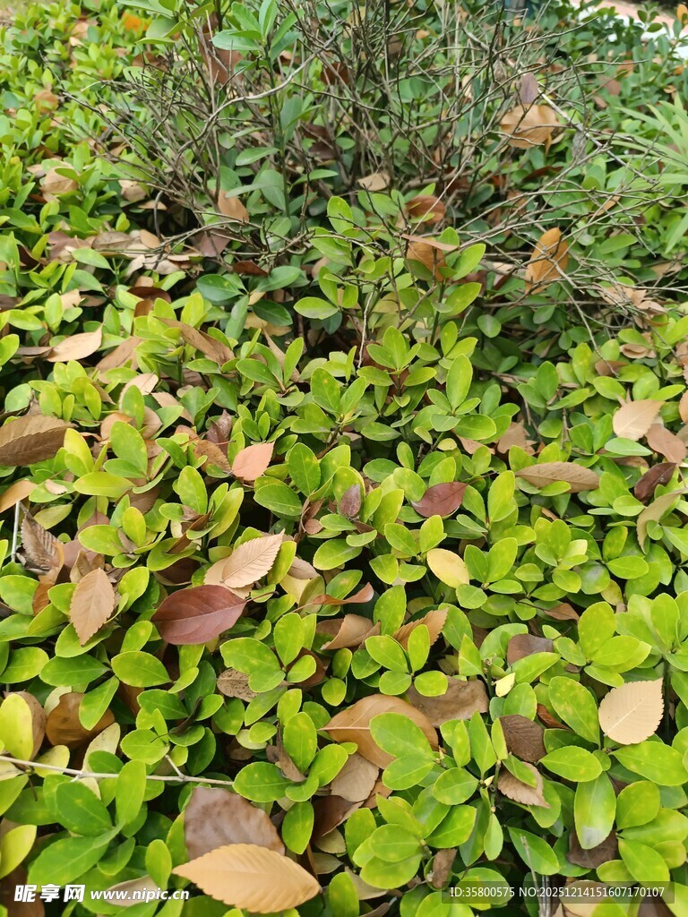 翠绿与褐红交织的植物景观