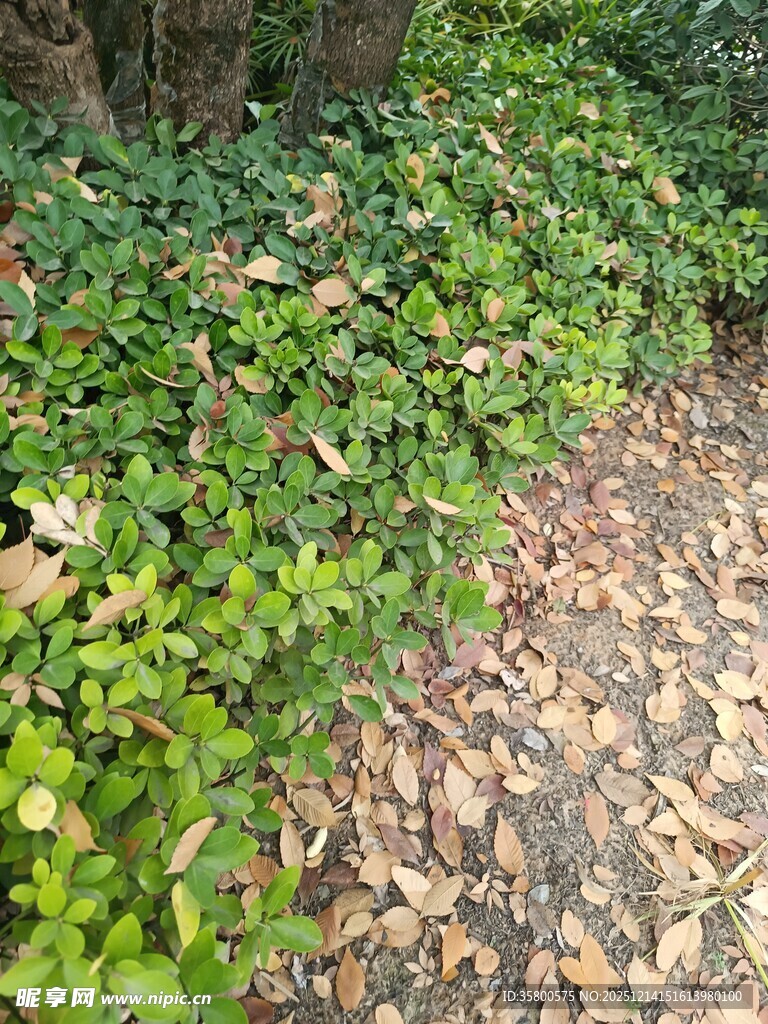 林间蔓草覆盖的落叶小径