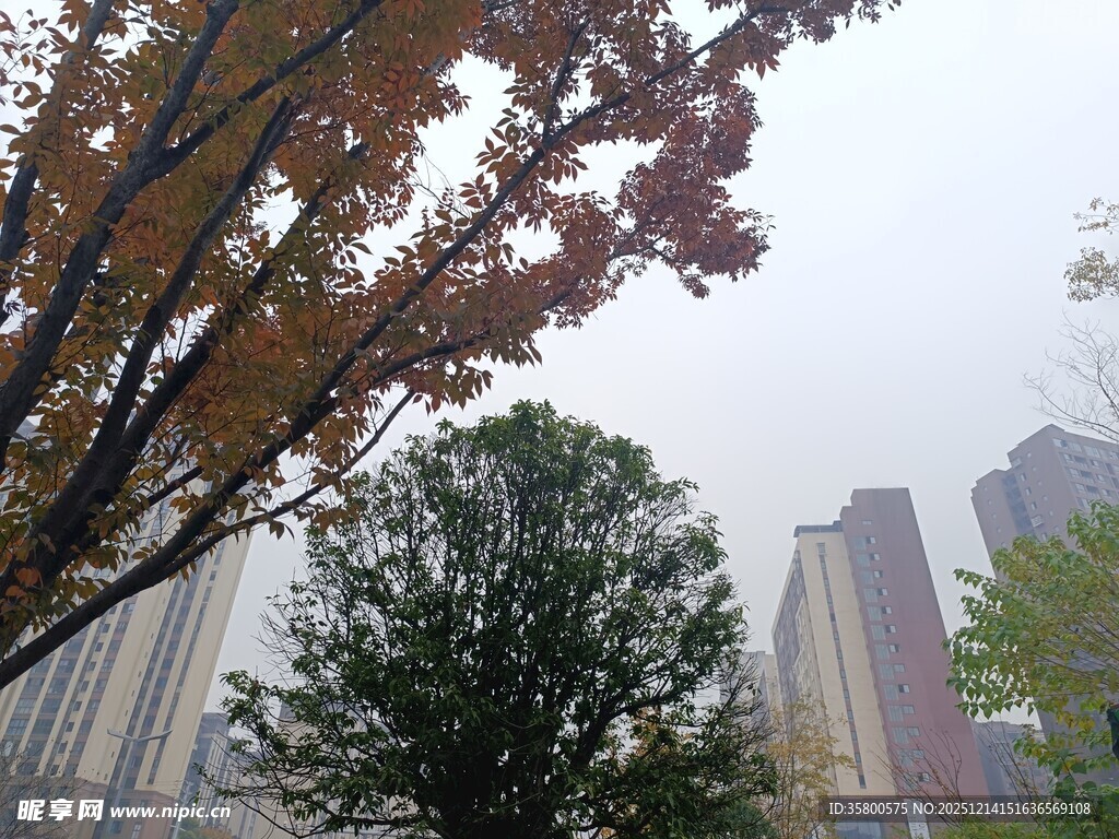 秋日城市间的树木景致