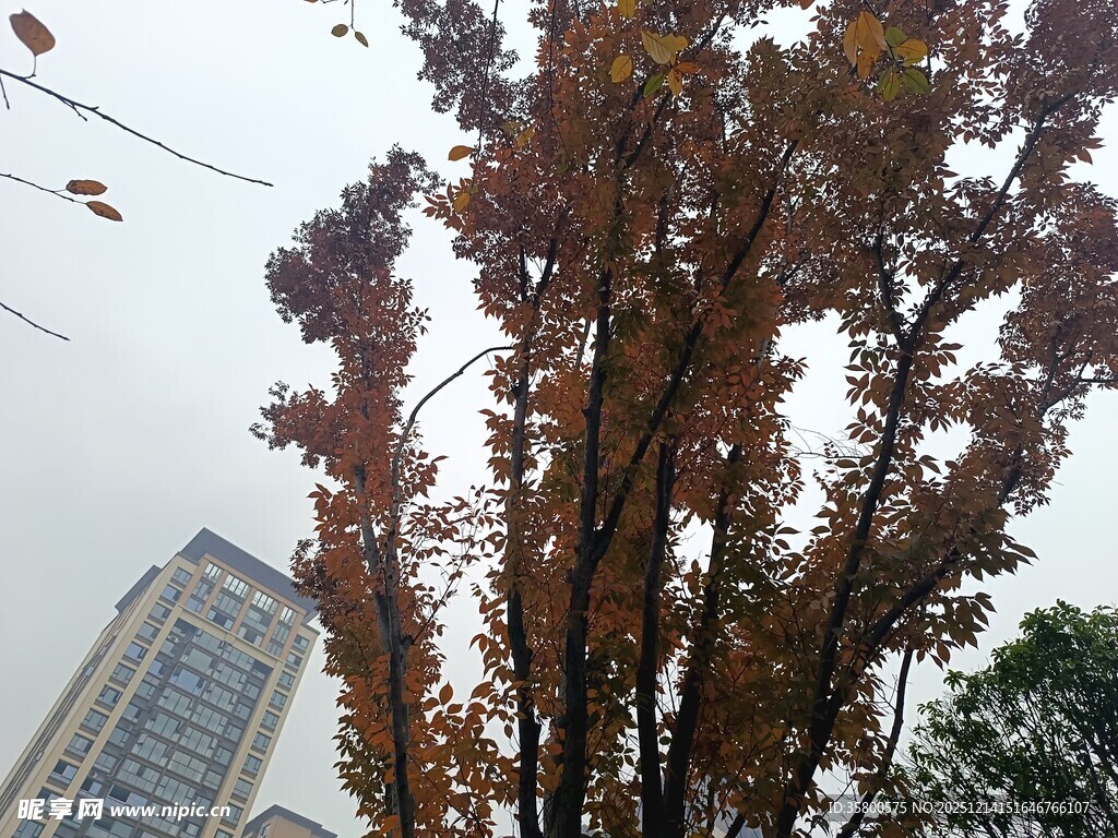 秋日城市中枝叶斑驳的树木