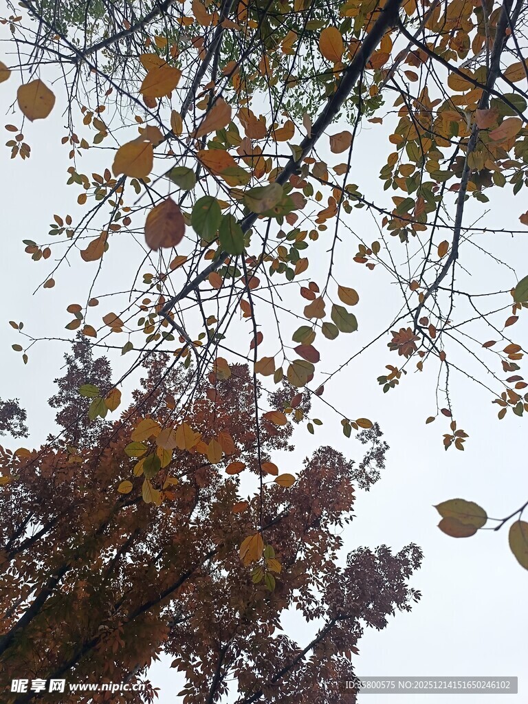 秋日树梢上的斑斓树叶