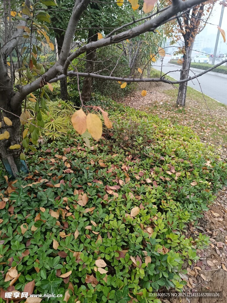 秋日林间挂着的金黄树叶