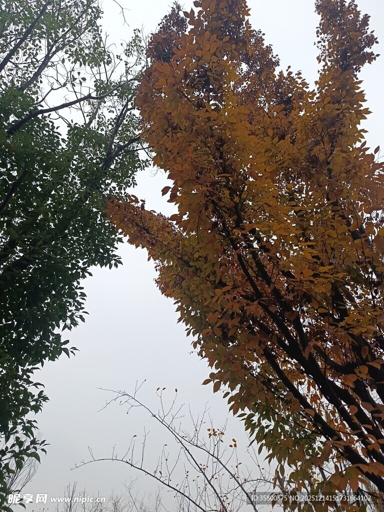 雾中斑斓秋叶景