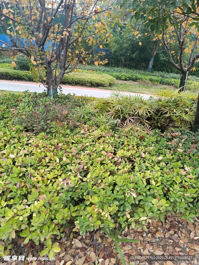 秋日公园绿植景观