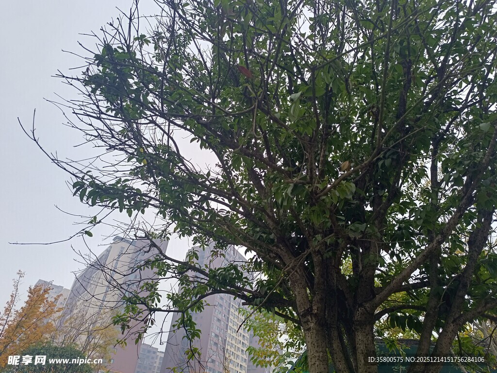 城市中挺拔茂盛的大树