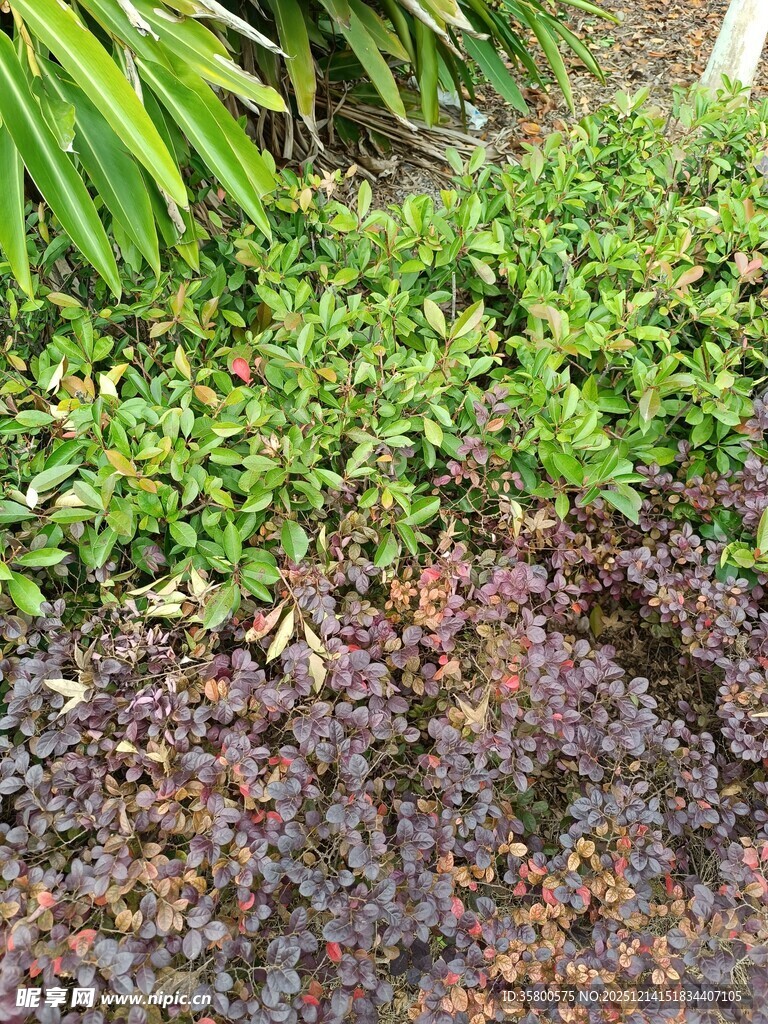 多彩地被植物景观