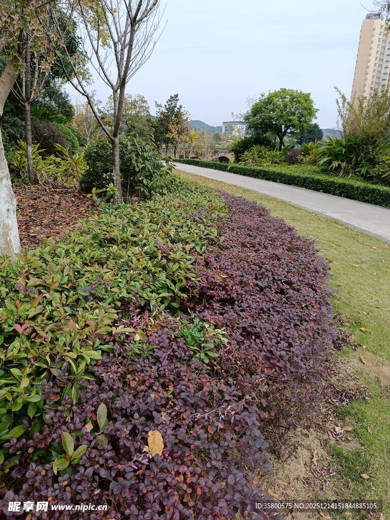 路边多彩植物景观