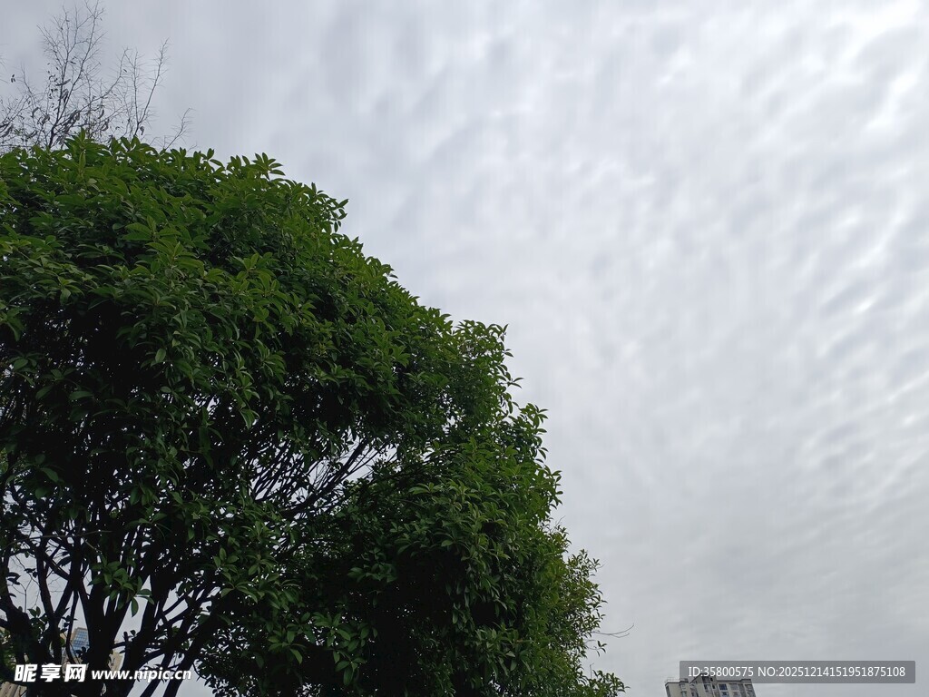 绿树映衬下的多云天空