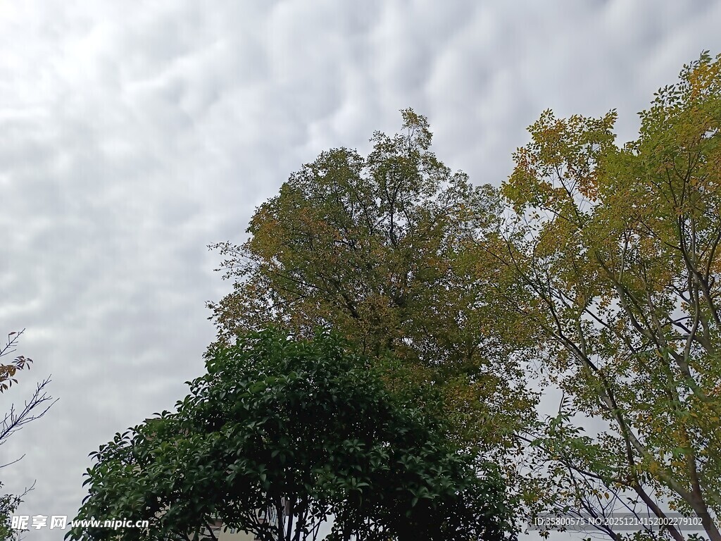 仰视天空下的葱郁树木