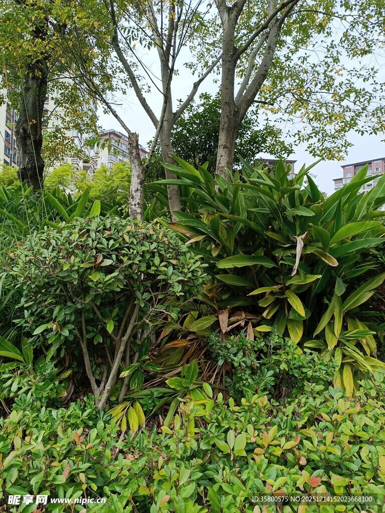 繁茂绿植景观