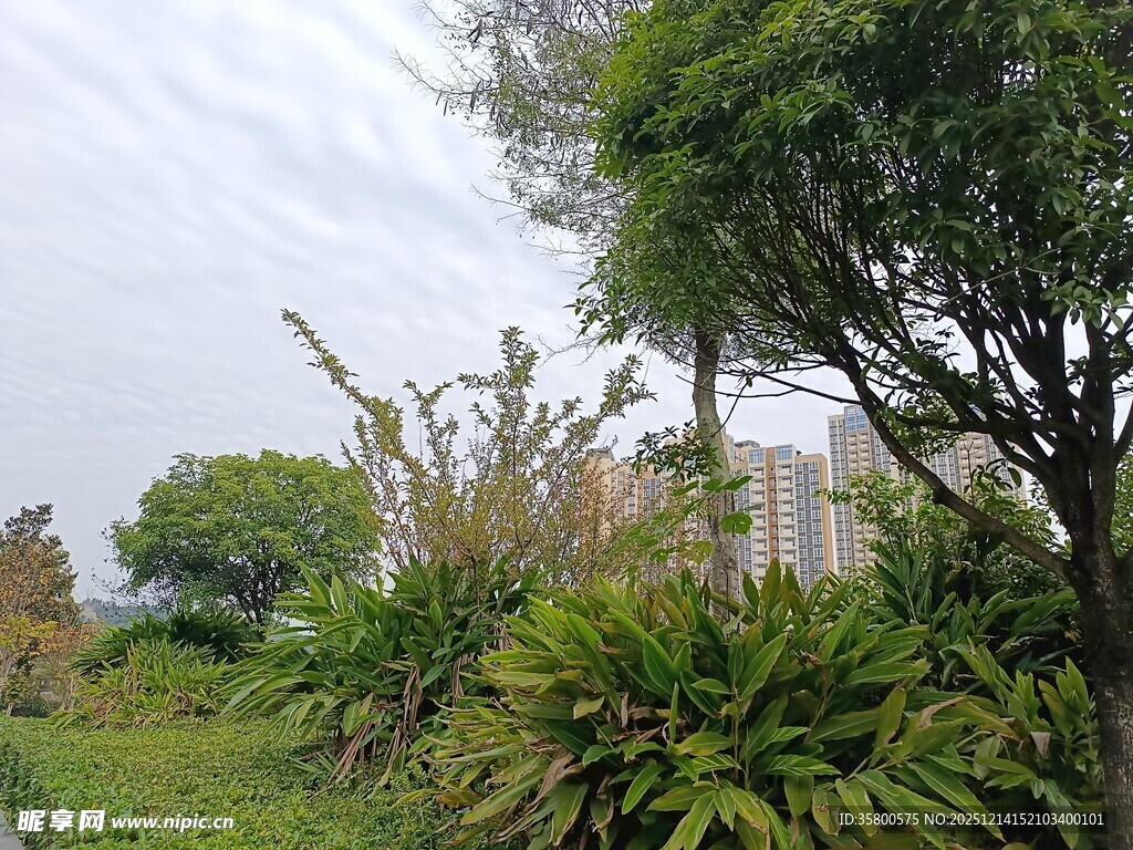 绿意盎然的户外植物景观