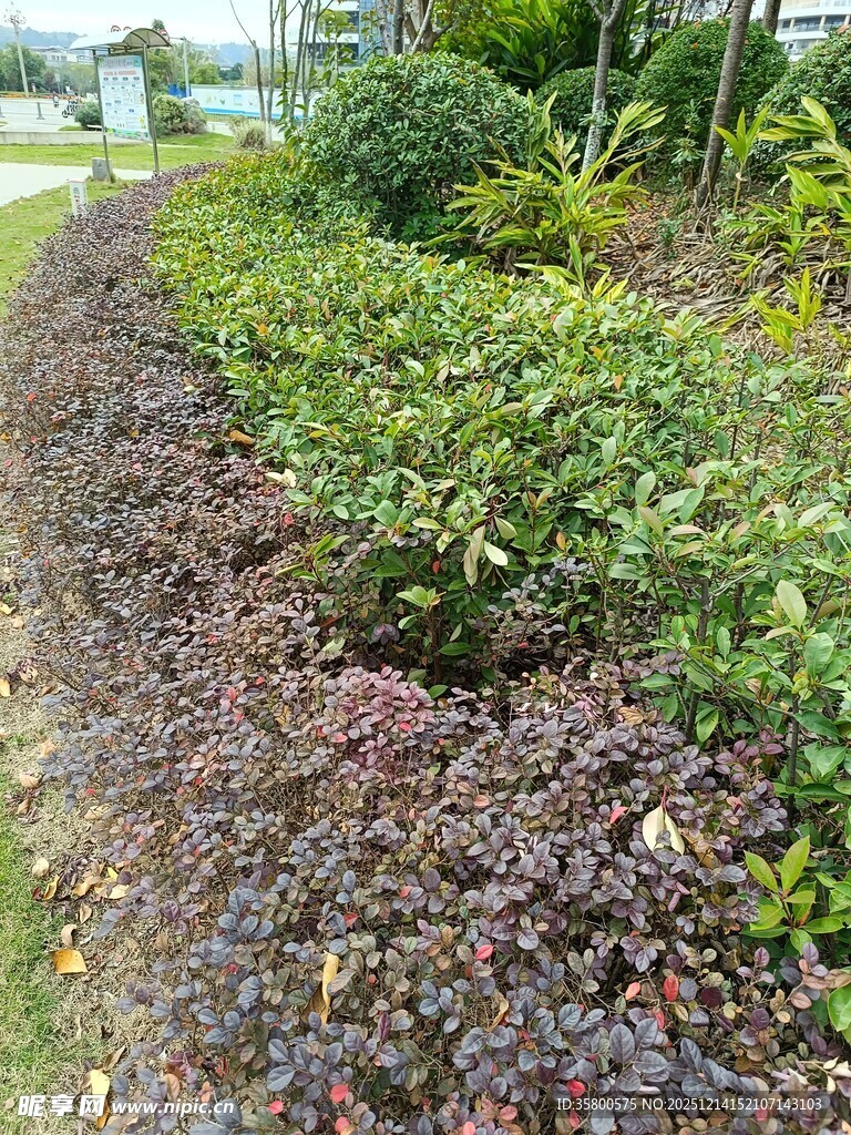 多彩园林植物景观