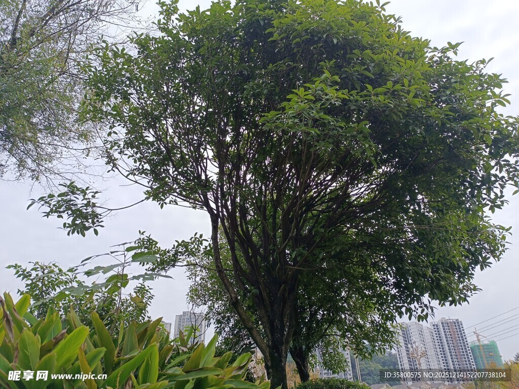 城市中茂盛的高大绿树