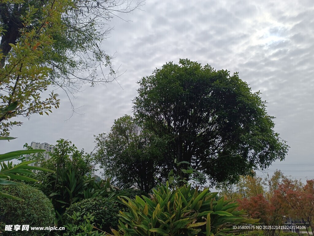 户外绿树绿植景观