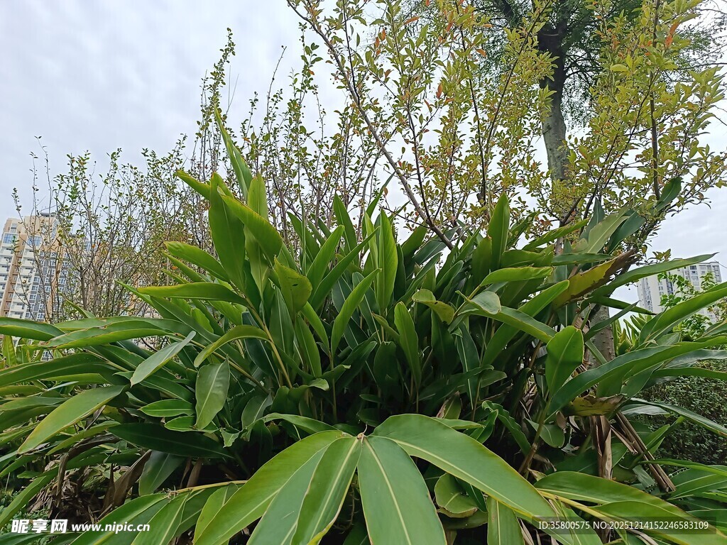 翠绿繁茂的绿植景观