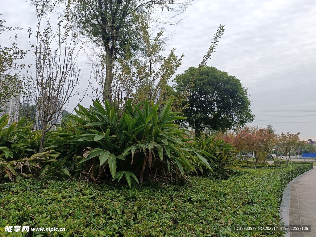 路边绿植景观