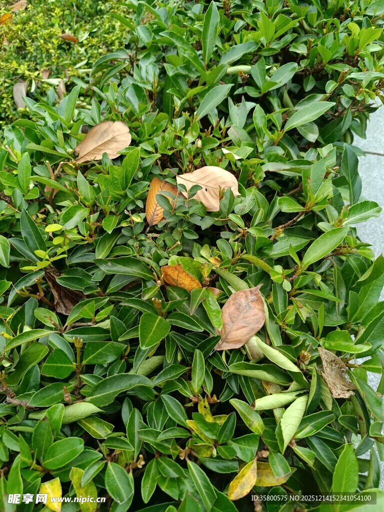 绿叶间的多彩植物景观