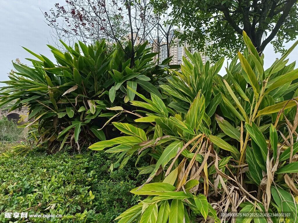 翠绿繁茂的户外植物景观