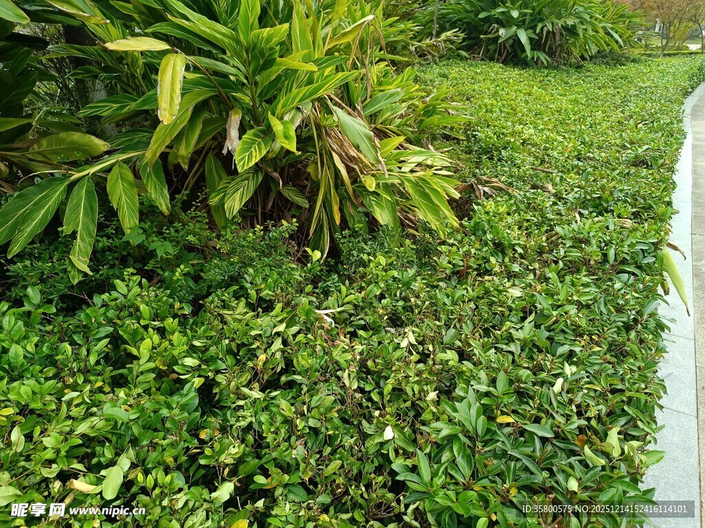绿意盎然的小径旁植物景观