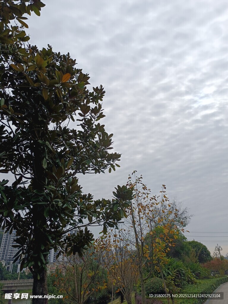 阴天里的树木与户外小径