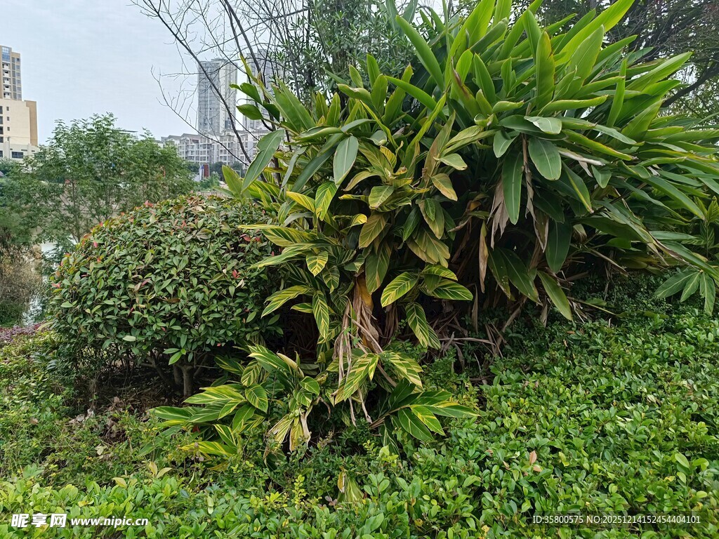 繁茂绿植景观