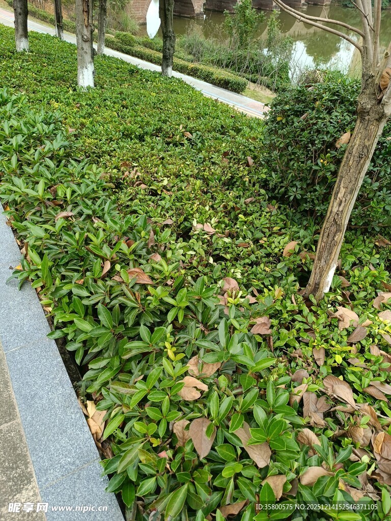 路边绿植景观