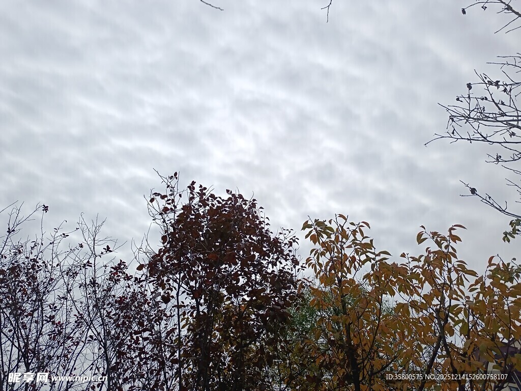 秋日树梢与多云天空