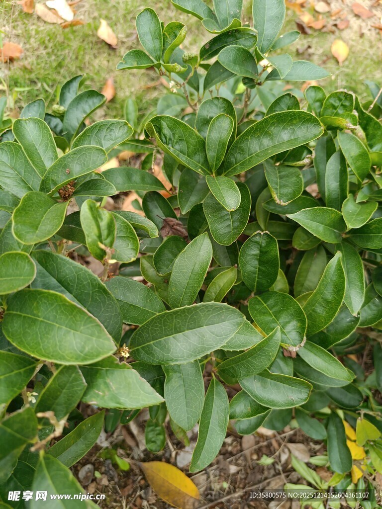 绿叶繁茂的植物景观