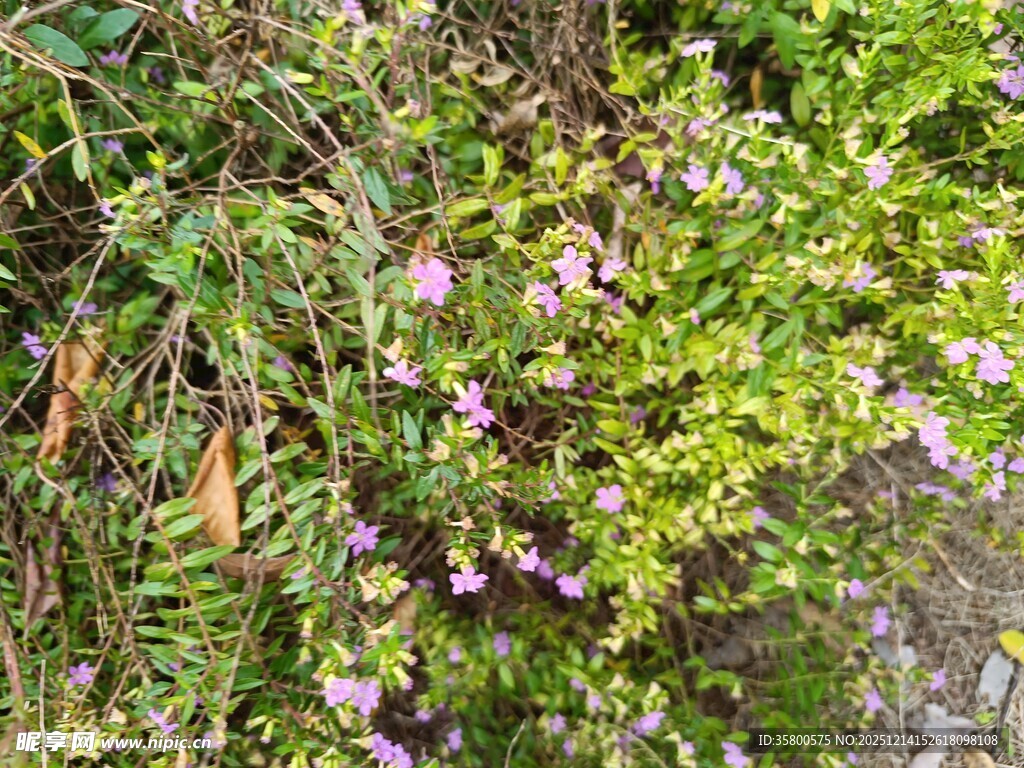 绿叶间绽放的紫色小花