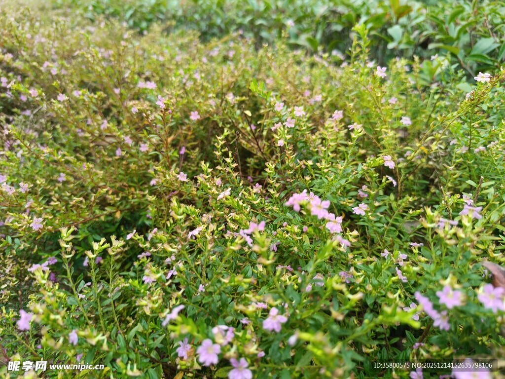 繁花盛开的绿色田野