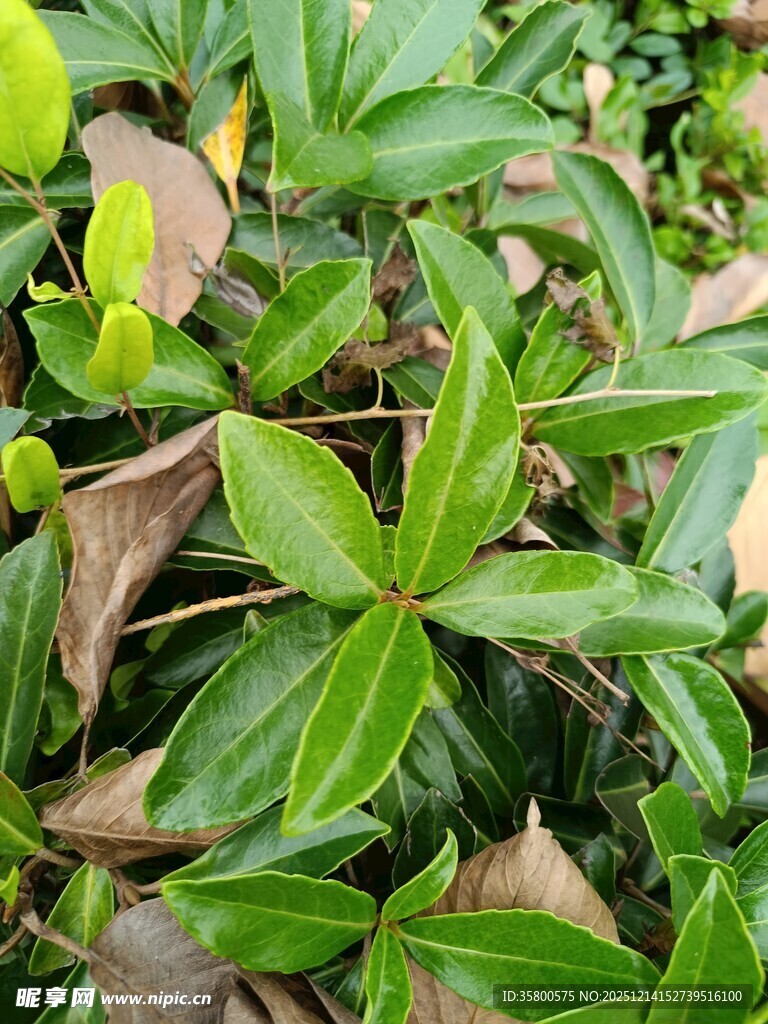 翠绿植物与枯叶交织景象