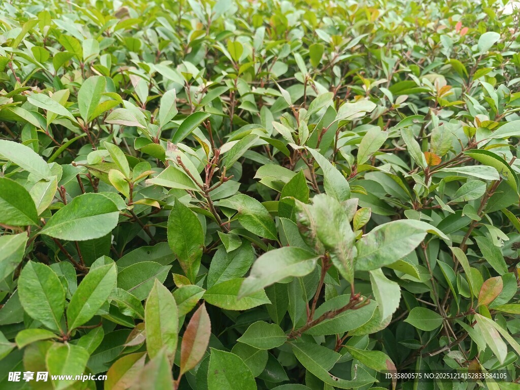 绿叶繁茂的植物景观