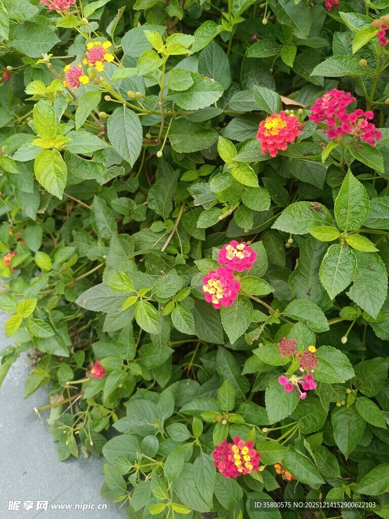 绿叶丛中绽放的艳丽花朵