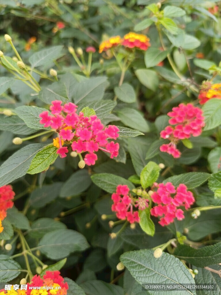 鲜艳马缨丹绽放