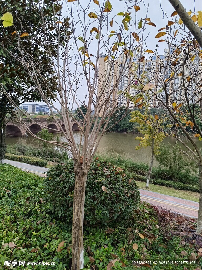 湖畔树木与园林景致