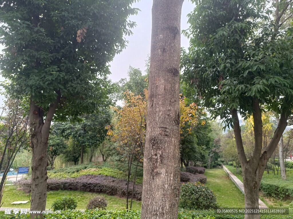 公园内的树木与绿地景观