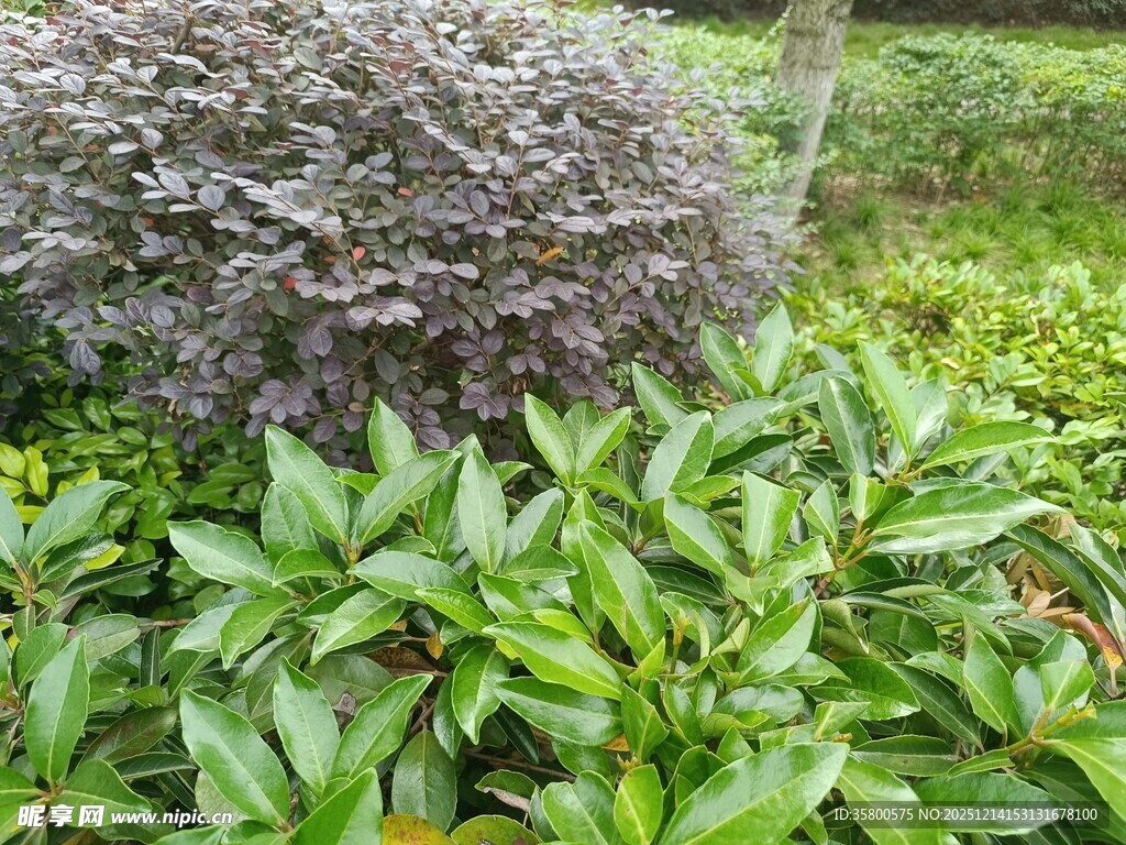 绿叶紫花植物景观