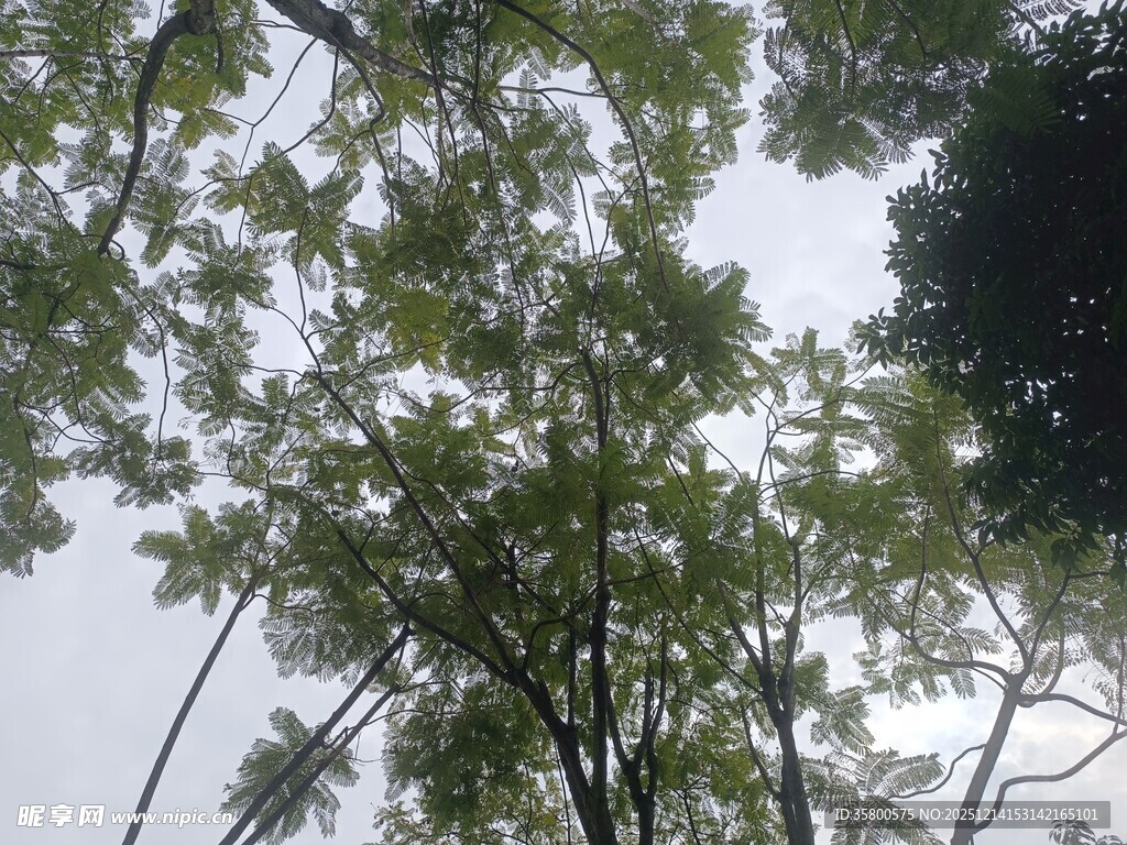 仰视繁茂绿树景观