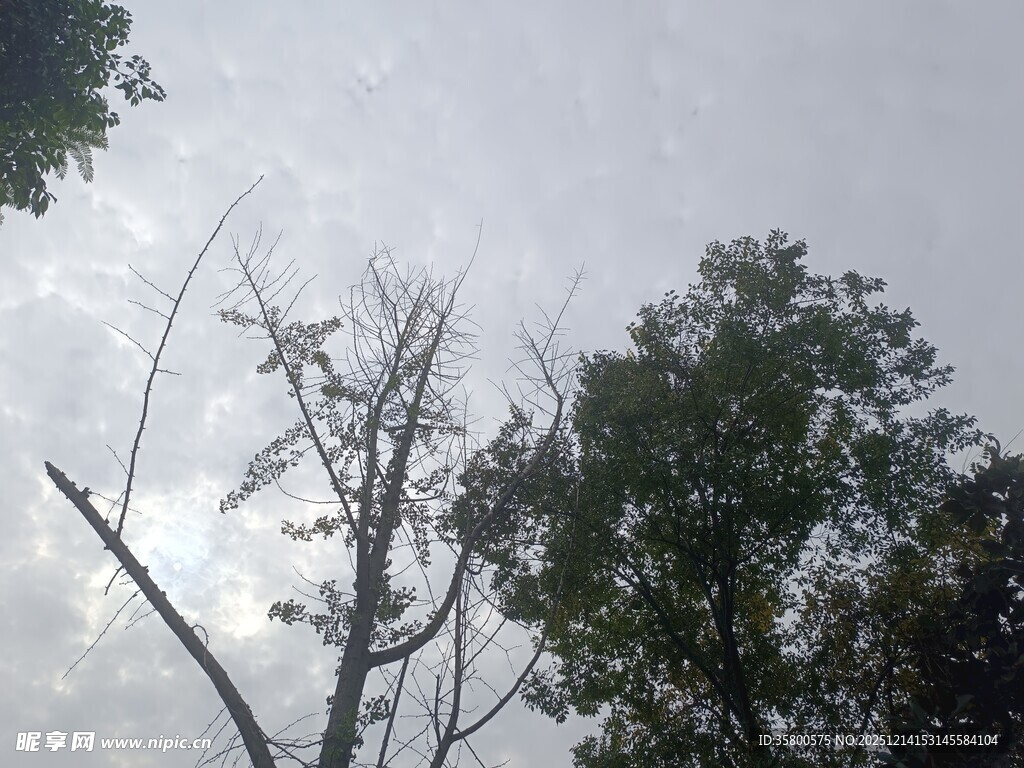 枯树与绿树映衬的天空