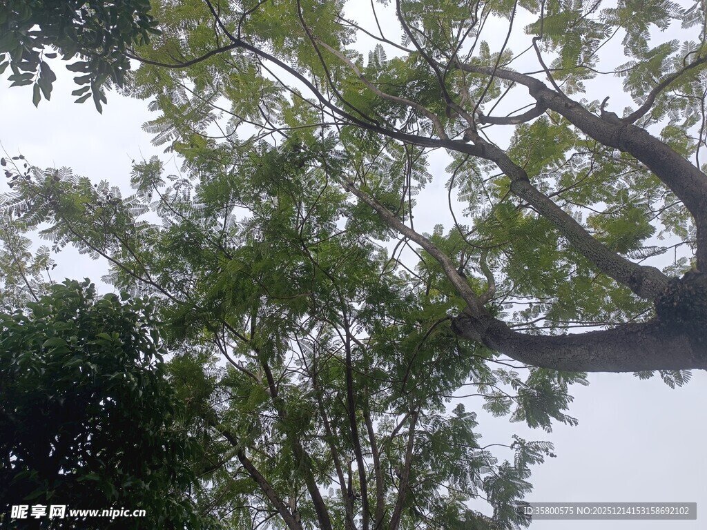 枝叶繁茂的树木